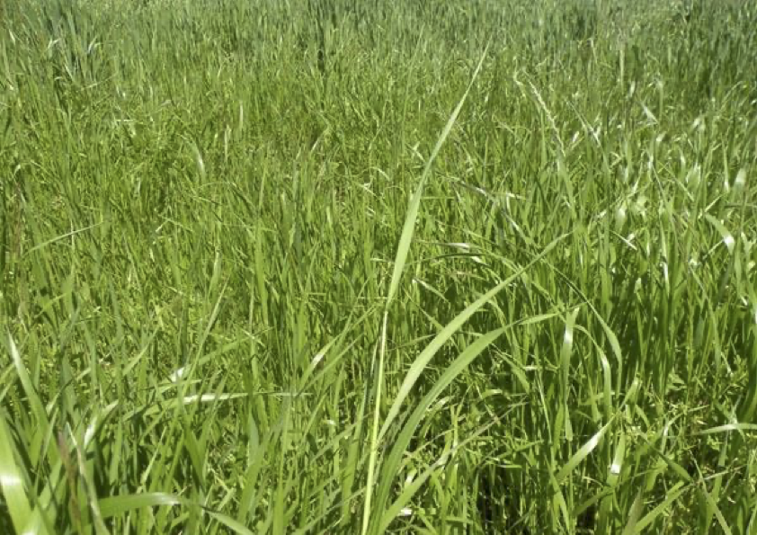 About Western Haylage